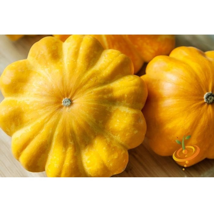 Semillas de zapallo, arbusto dorado de vieira (100% Heirloom/No Híbrido/No GMO). 10 semillas aprox.