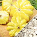 Semillas de zapallo, arbusto dorado de vieira (100% Heirloom/No Híbrido/No GMO). 10 semillas aprox.