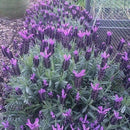 Semillas De Lavanda, Inglesa (100% Heirloom/No Híbrido/No GMO). 50 Semillas Aproximadamente.