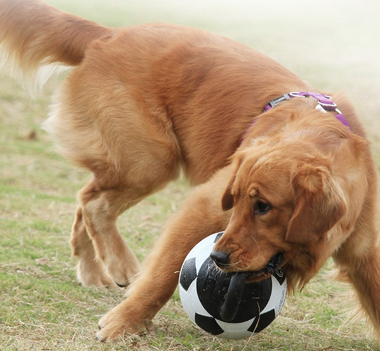 Pelota JUMBALL blanco negro con asa para mascota