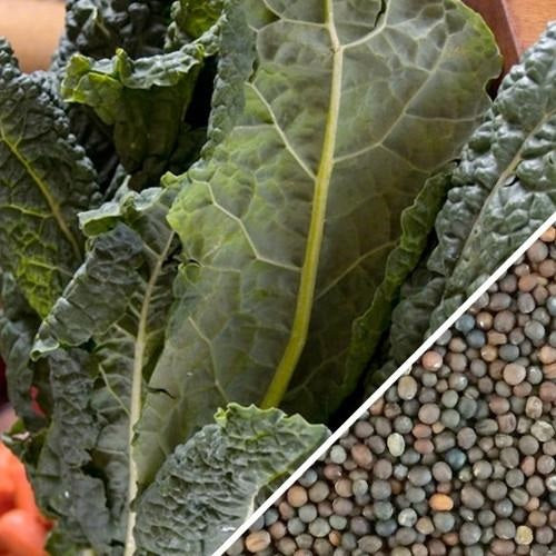 Semillas de kale (100% Heirloom/No Híbrido/No GMO). 55 semillas aproximadamente.