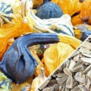 Semillas de zapallo, Caveman’s Club (100% Heirloom/No Híbrido/No GMO). 5 semillas aproximadamente.