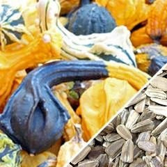 Semillas de zapallo, Caveman’s Club (100% Heirloom/No Híbrido/No GMO). 5 semillas aproximadamente.