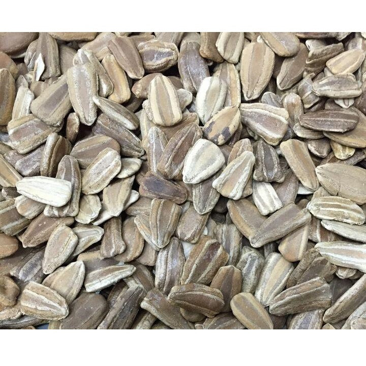 Semillas de zapallo, Caveman’s Club (100% Heirloom/No Híbrido/No GMO). 5 semillas aproximadamente.