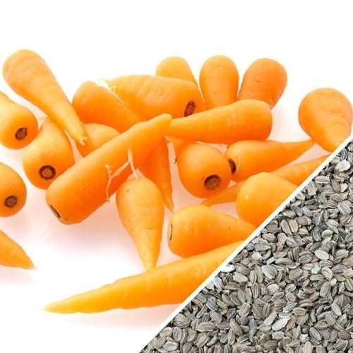 Semillas de zanahoria, Chantenay (100% Heirloom/No Híbrido/No GMO). 120 semillas aproximadamente.