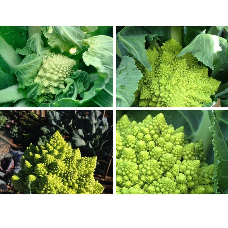 Semillas de brocoli, Romanesco Italia (100% Heirloom/No Híbrido/No GMO). 60 semillas aproximadamente