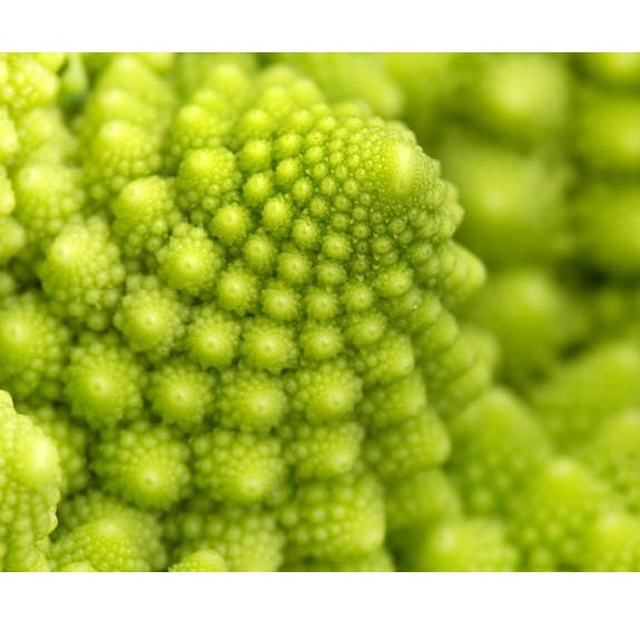Semillas de brocoli, Romanesco Italia (100% Heirloom/No Híbrido/No GMO). 60 semillas aproximadamente