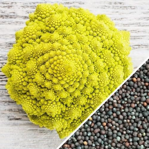 Semillas de brocoli, Romanesco Italia (100% Heirloom/No Híbrido/No GMO). 60 semillas aproximadamente