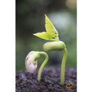 Semillas de frijol Bush, Borlotti Cranberry (100% Heirloom/No Híbrido/No GMO). 20 semillas aprox.