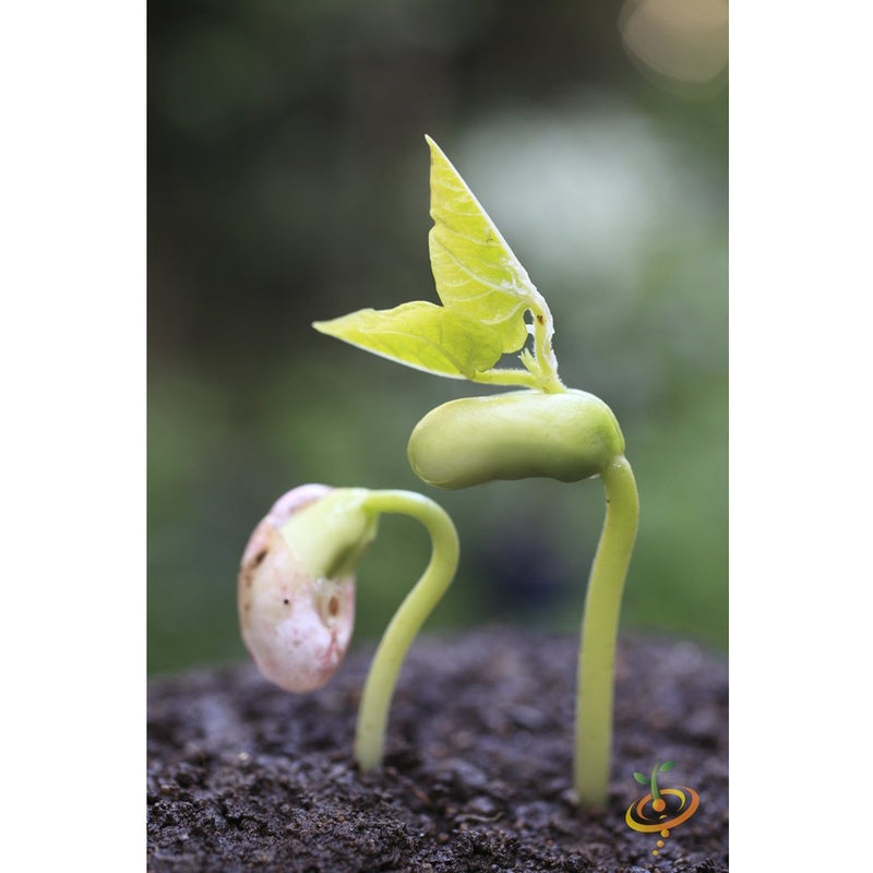 Semillas de frijol Bush, Borlotti Cranberry (100% Heirloom/No Híbrido/No GMO). 20 semillas aprox.