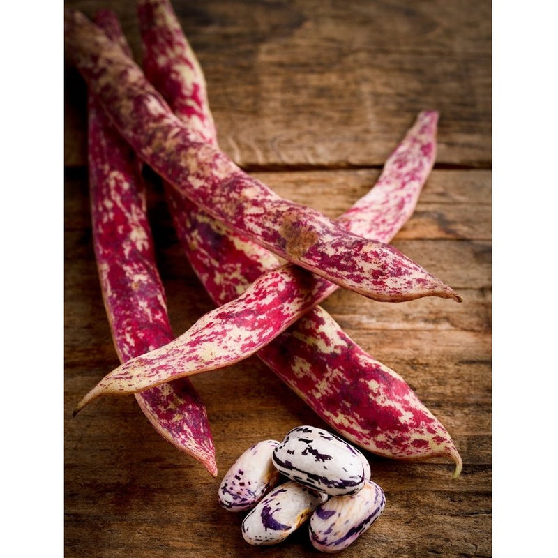 Semillas de frijol Bush, Borlotti Cranberry (100% Heirloom/No Híbrido/No GMO). 20 semillas aprox.