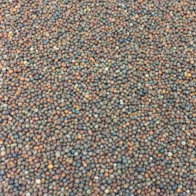 Semillas de kale (100% Heirloom/No Híbrido/No GMO). 55 semillas aproximadamente.