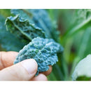 Semillas de kale (100% Heirloom/No Híbrido/No GMO). 55 semillas aproximadamente.