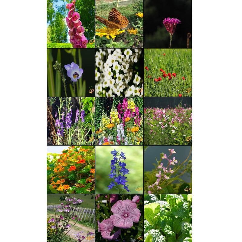Semillas Surtidas De Flores Silvestres Para Atraer Colibries Y Mariposas. Incluye 23 Variedades