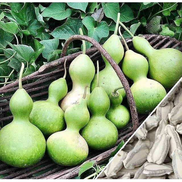 Semillas de zapallo de botella grande (100% Heirloom/No Híbrido/No GMO). 5 semillas aproximadamente.