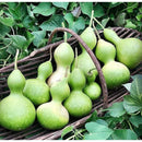 Semillas de zapallo de botella grande (100% Heirloom/No Híbrido/No GMO). 5 semillas aproximadamente.