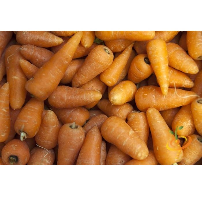 Semillas de zanahoria, Chantenay (100% Heirloom/No Híbrido/No GMO). 120 semillas aproximadamente.