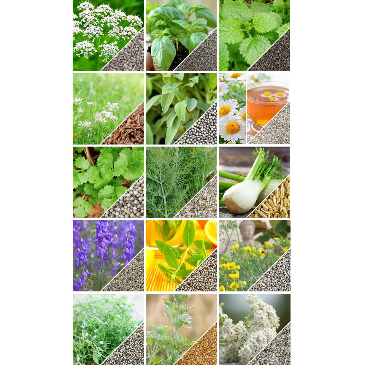 Semillas surtidas de hierbas medicinales. Incluye 15 variedades