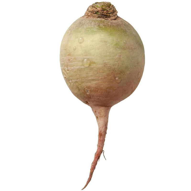 Semillas de rabano, sandia (100% Heirloom/No Híbrido/No GMO). 20 semillas aproximadamente