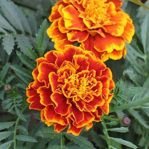 Semillas De Flor Sparky Marigold. 120 Semillas Aproximadamente.