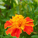 Semillas De Flor Sparky Marigold. 120 Semillas Aproximadamente.