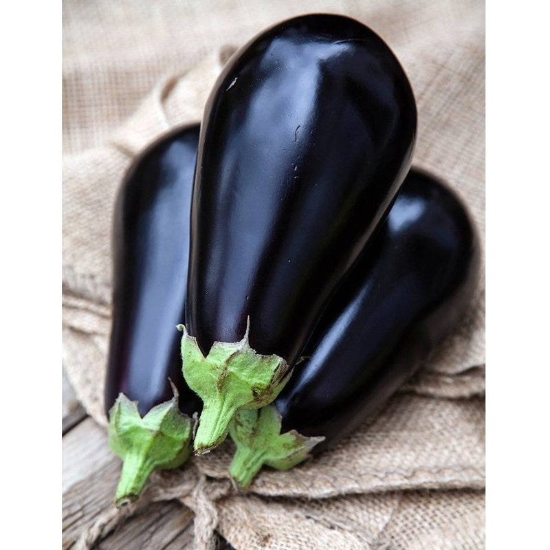 Semillas De Berenjena, Belleza Negra (100% Heirloom/No Híbrido/No GMO). 50 Semillas Aproximadamente.