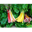 Semillas de acelga canaria amarilla. 25 semillas aproximadamente