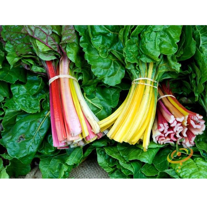 Semillas de acelga canaria amarilla. 25 semillas aproximadamente