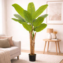Planta de Plátano Artificial Decorativo para Interior. Árbol Platanero Artificial para Interiores 170 cm.