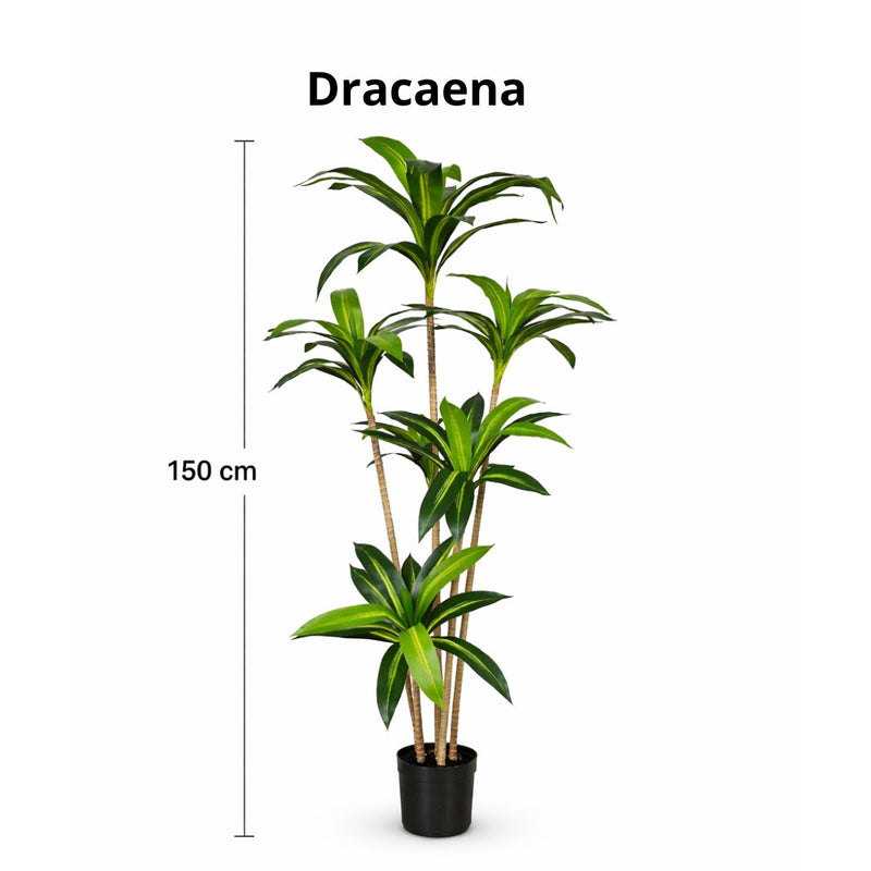 dracaenas de altura Planta Tipo Dracaena Decorativo Para Interior. Árbol Realista Con Altu