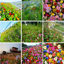 Semillas de Flores Silvestres Multicolor 50g. Mezcla Wildflowers de Alta Germinación.