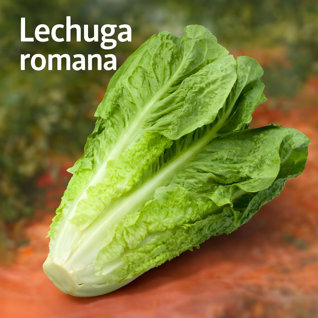 Semillas de lechuga romana. (Pack De 1500 Cápsulas) Semillas Ideales Para Jardinería Y Huertos.