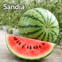 Semillas