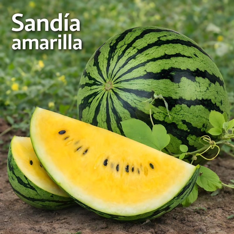 Semillas de Sandía Amarilla. (Pack De 20 Cápsulas) Semillas Ideales Para Jardinería Y Huertos.