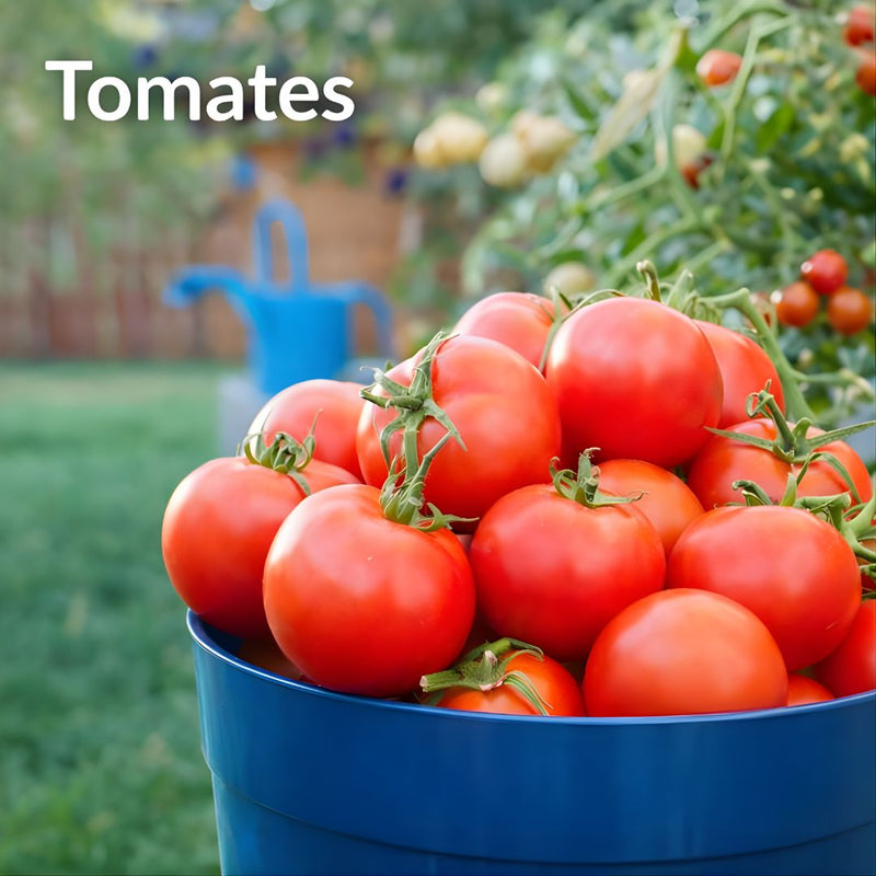 Semillas de Tomates. (Pack De 100 Cápsulas) Semillas Ideales Para Jardinería Y Huertos.