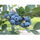 Semillas de arandanos (No GMO). 50 semillas aproximadamente.