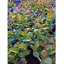 Semillas de arandanos (No GMO). 50 semillas aproximadamente.