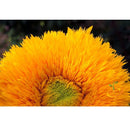 Semillas de girasol alto (100% Heirloom/No Híbrido/No GMO). 30 semillas aproximadamente.