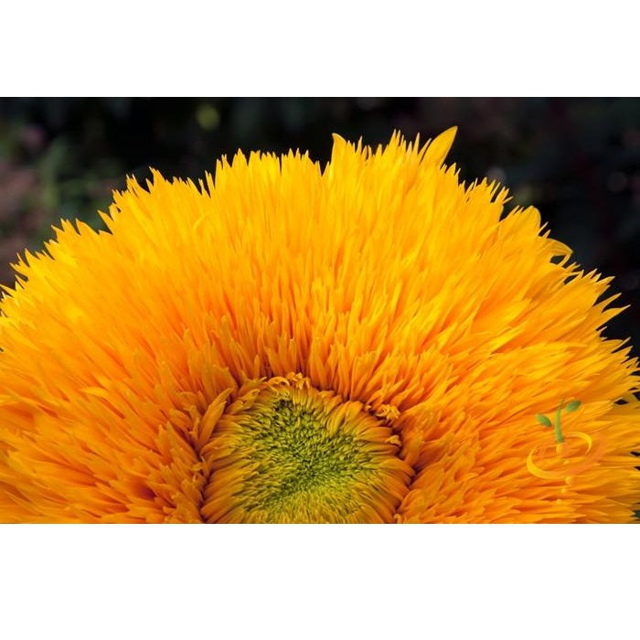 Semillas de girasol alto (100% Heirloom/No Híbrido/No GMO). 30 semillas aproximadamente.