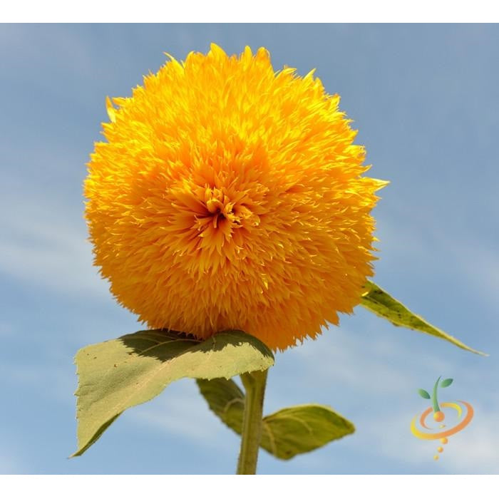 Semillas de girasol alto (100% Heirloom/No Híbrido/No GMO). 30 semillas aproximadamente.