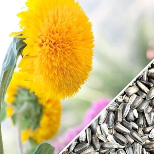 Semillas de girasol alto (100% Heirloom/No Híbrido/No GMO). 30 semillas aproximadamente.