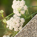 Semillas de comino (100% Heirloom/No Híbrido/No GMO). 125 semillas aproximadamente.