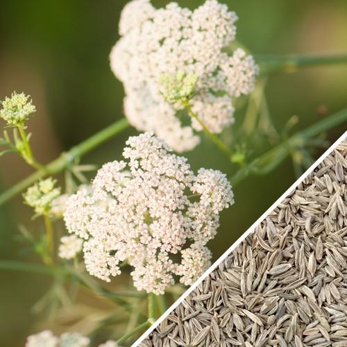 Semillas de comino (100% Heirloom/No Híbrido/No GMO). 125 semillas aproximadamente.