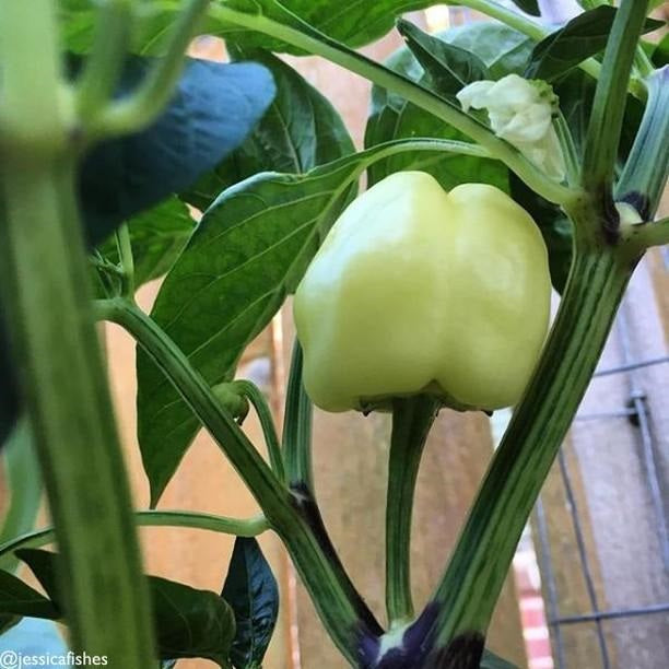 Semillas de pimenton, nube blanca. 10 semillas aproximadamente