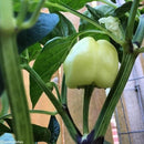 Semillas de pimenton, nube blanca. 10 semillas aproximadamente