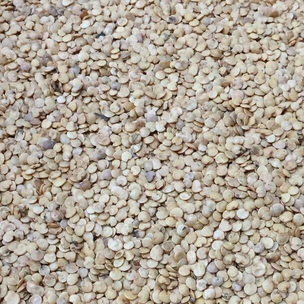 Semillas de berenjena, Louisiana (100% Heirloom/No Híbrido/No GMO). 10 semillas aproximadamente.