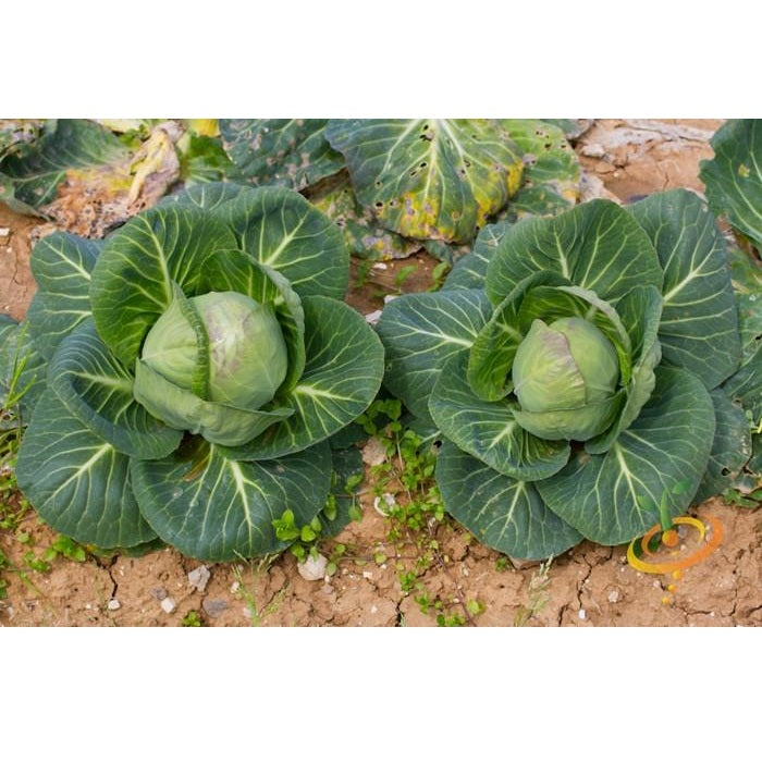 Semillas de repollo, cabeza de bola danesa (100% Heirloom/No Híbrido/No GMO). 45 semillas aprox.