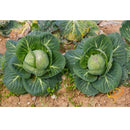 Semillas de repollo, cabeza de bola danesa (100% Heirloom/No Híbrido/No GMO). 45 semillas aprox.