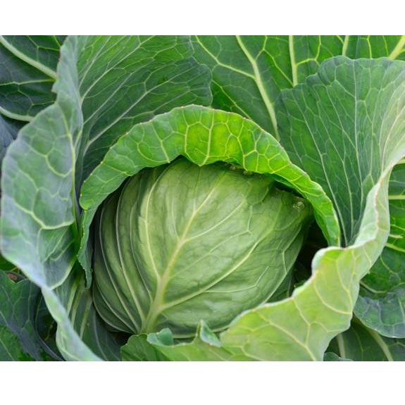 Semillas de repollo, cabeza de bola danesa (100% Heirloom/No Híbrido/No GMO). 45 semillas aprox.