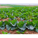 Semillas de repollo, cabeza de bola danesa (100% Heirloom/No Híbrido/No GMO). 45 semillas aprox.